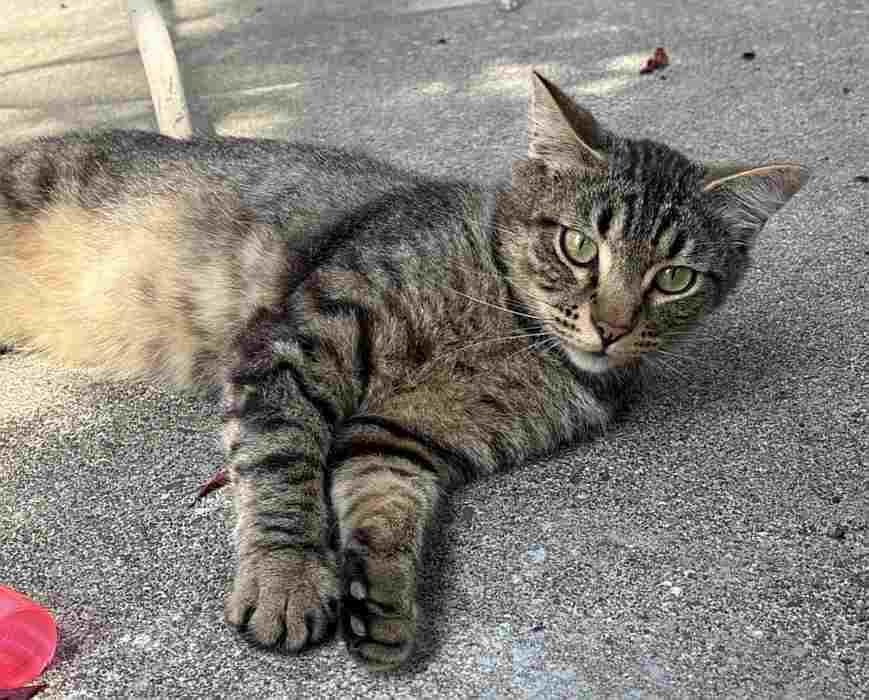 SONNY, a ADOPTABLE Domestic Short Hair in Sequim, WA image 3/4