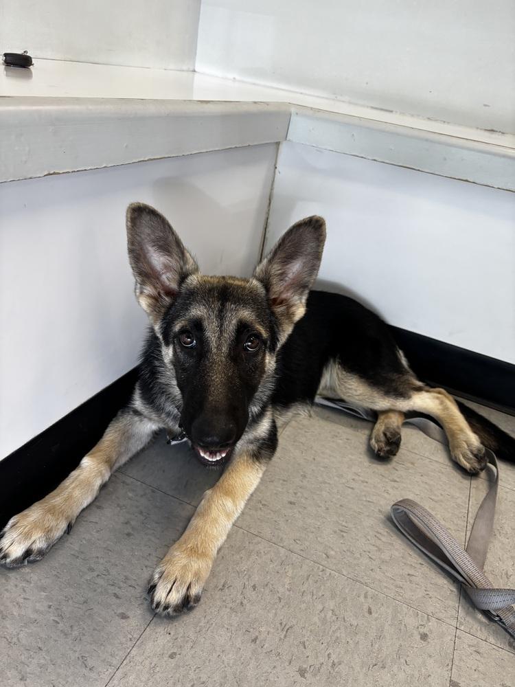 Wrenley, Adopted, Puppy Female German Shepherd Dog.