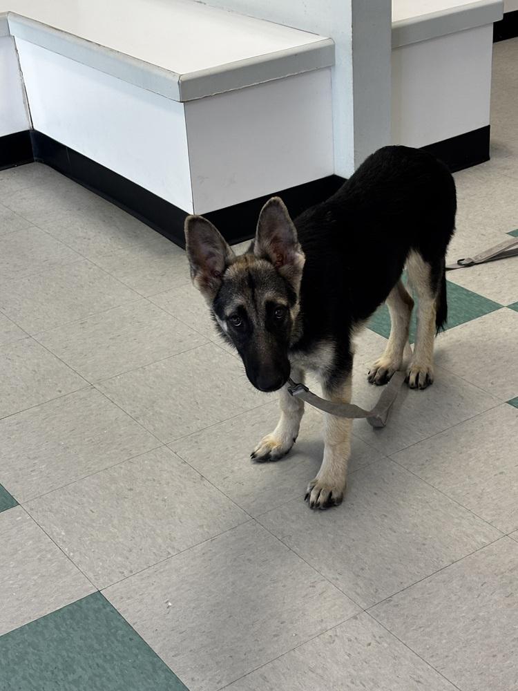 Enlarge Wrenley, a Adopted mixed breed in Sealy, TX image 3/6