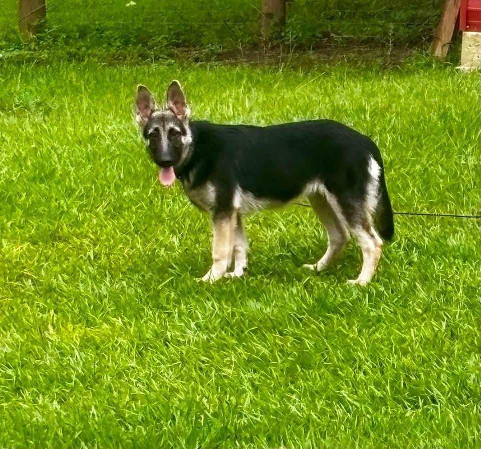 Enlarge Wrenley, a Adopted mixed breed in Sealy, TX image 5/6