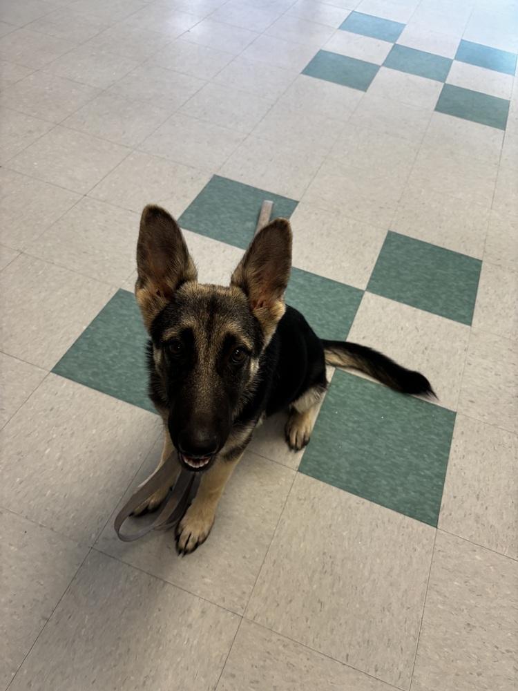 Enlarge Wrenley, a Adopted mixed breed in Sealy, TX image 6/6