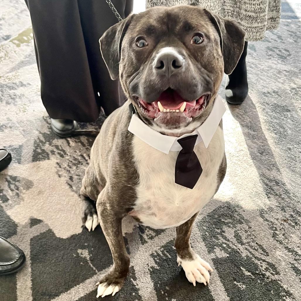 Enlarge Dante, a Adoptable Pit Bull Terrier in Deerfield, IL image 1/6