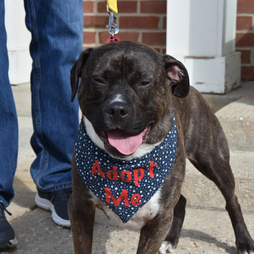 Enlarge Dante, a Adoptable Pit Bull Terrier in Deerfield, IL image 2/5