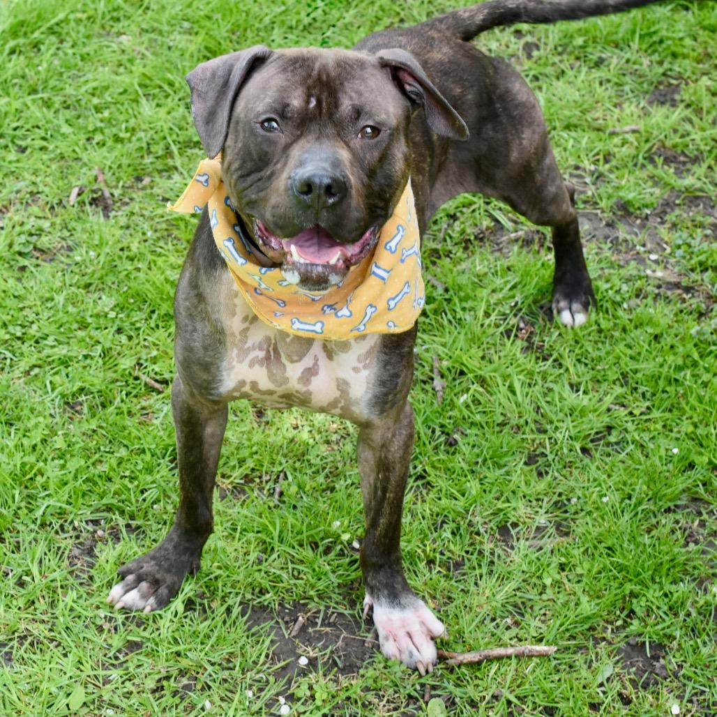 Dante, Adoptable, Adult Male Pit Bull Terrier.