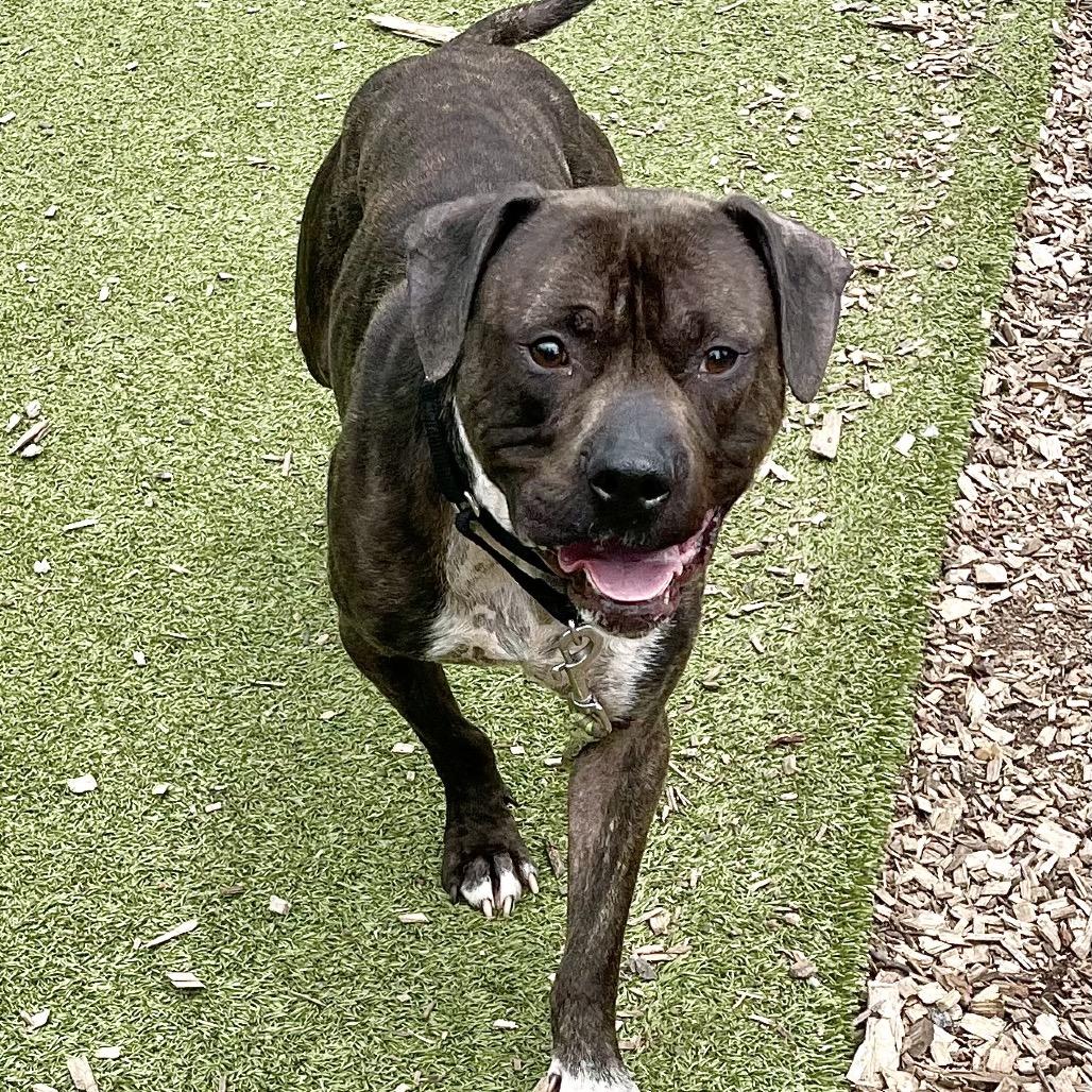 Enlarge Dante, a Adoptable Pit Bull Terrier in Deerfield, IL image 2/6