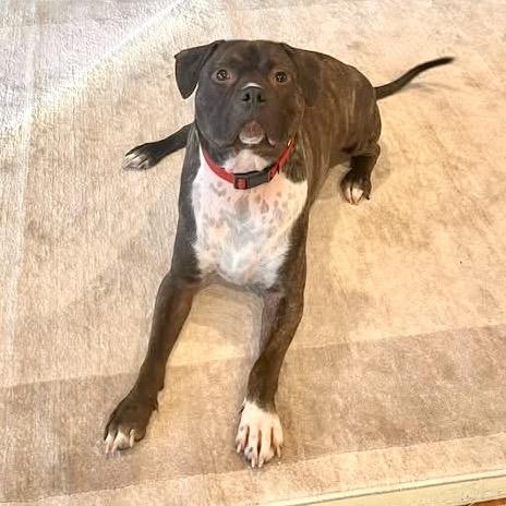 Enlarge Dante, a Adoptable Pit Bull Terrier in Deerfield, IL image 2/4