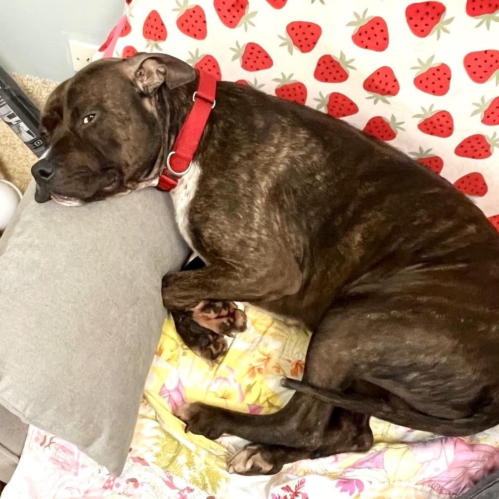 Enlarge Dante, a Adoptable Pit Bull Terrier in Deerfield, IL image 3/6