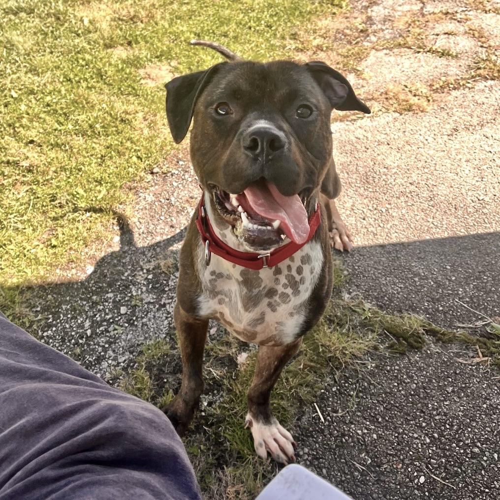 Enlarge Dante, a Adoptable Pit Bull Terrier in Deerfield, IL image 4/6