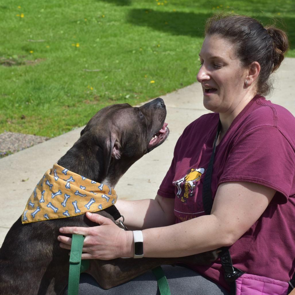 Enlarge Dante, a Adoptable Pit Bull Terrier in Deerfield, IL image 3/4