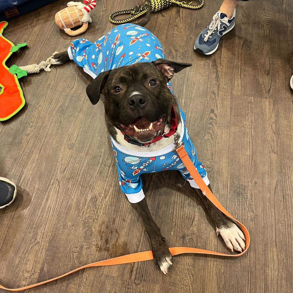 Enlarge Dante, a Adoptable Pit Bull Terrier in Deerfield, IL image 5/6