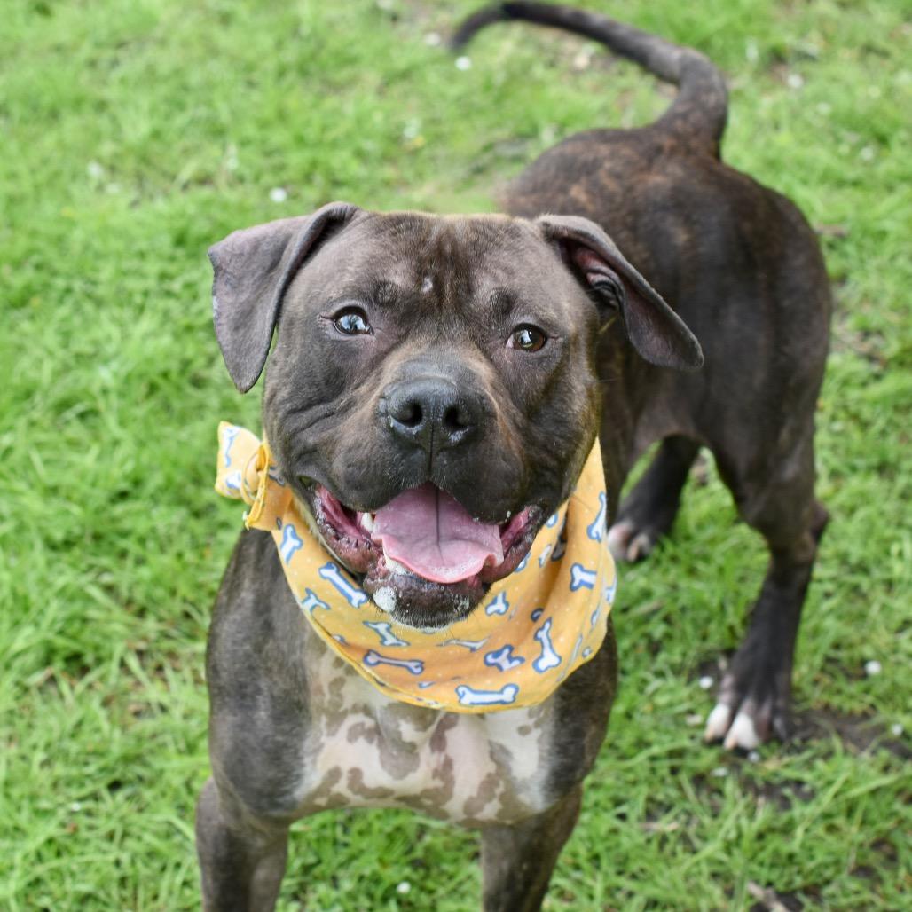 Enlarge Dante, a Adoptable Pit Bull Terrier in Deerfield, IL image 4/4