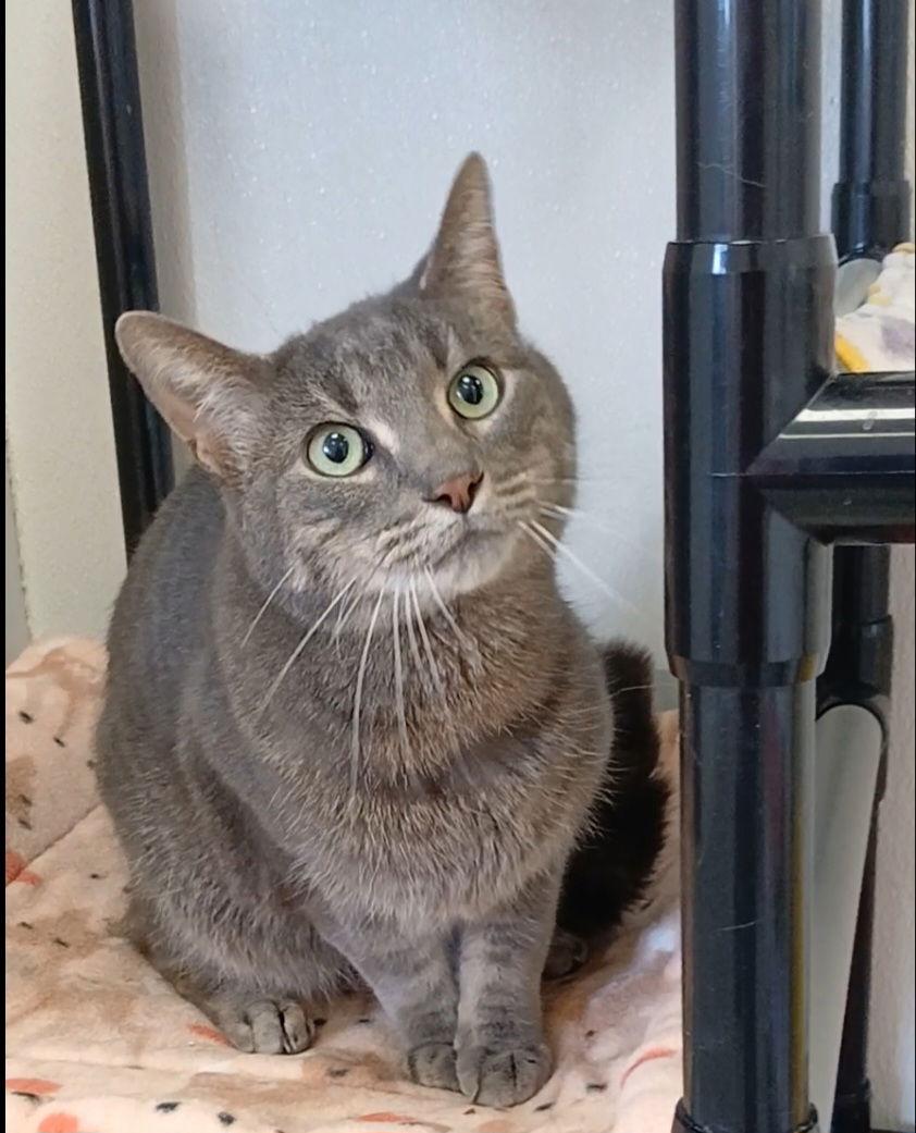 Enlarge Dandy, a Adoptable mixed breed in Bay City, MI image 1/1