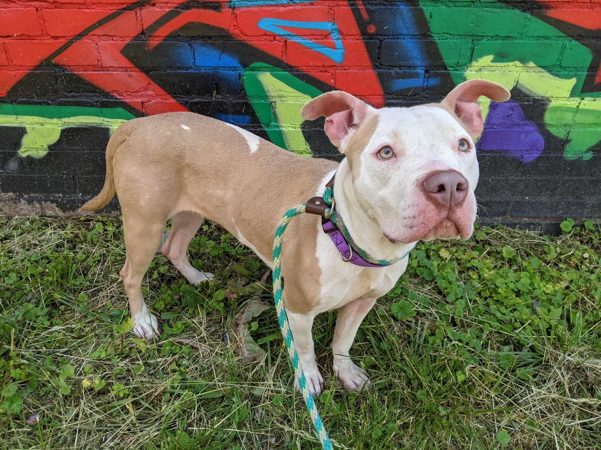 Electra