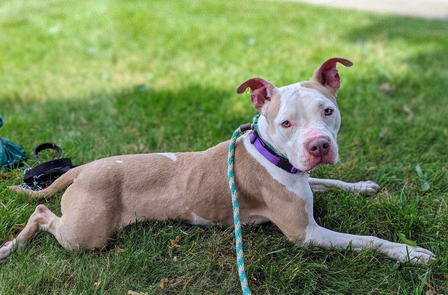 Electra