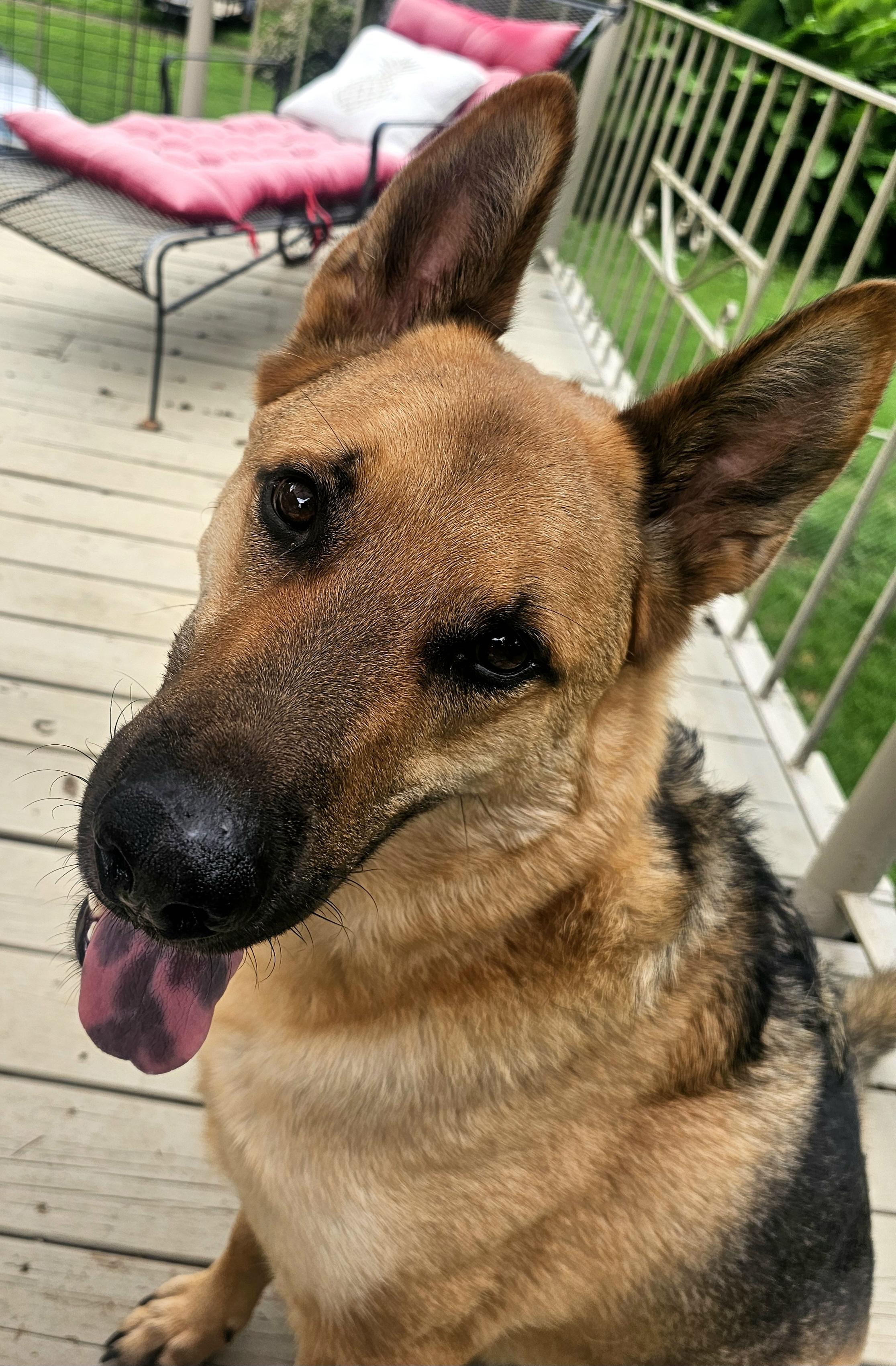 Enlarge Odin, a Adoptable German Shepherd Dog in Indian Trail, NC image 1/6
