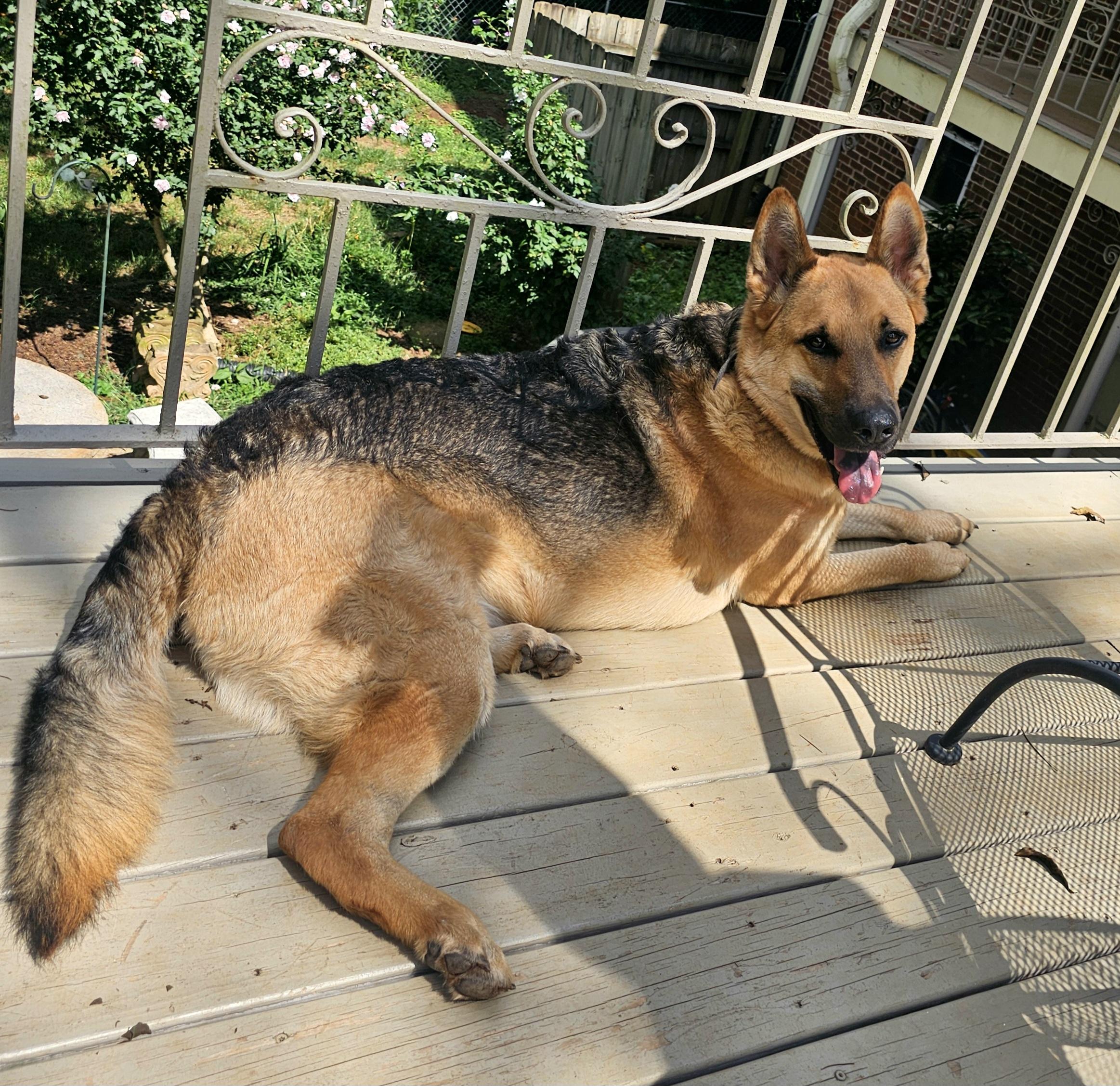 Enlarge Odin, a Adoptable German Shepherd Dog in Indian Trail, NC image 2/6