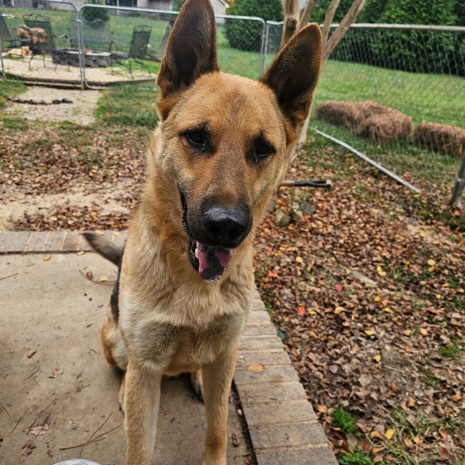 Enlarge Odin, a Adoptable German Shepherd Dog in Indian Trail, NC image 3/6
