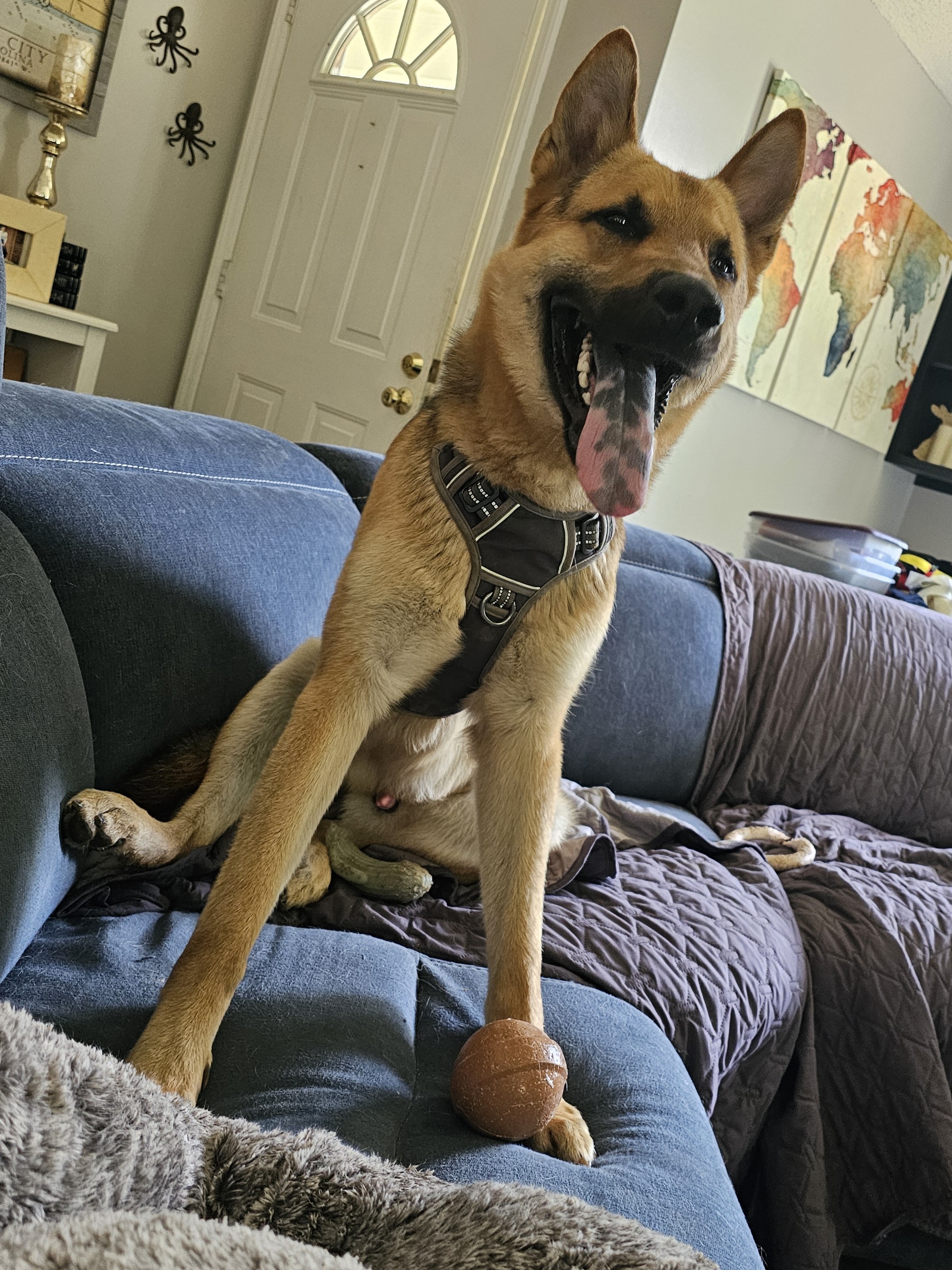 Enlarge Odin, a Adoptable German Shepherd Dog in Indian Trail, NC image 5/6