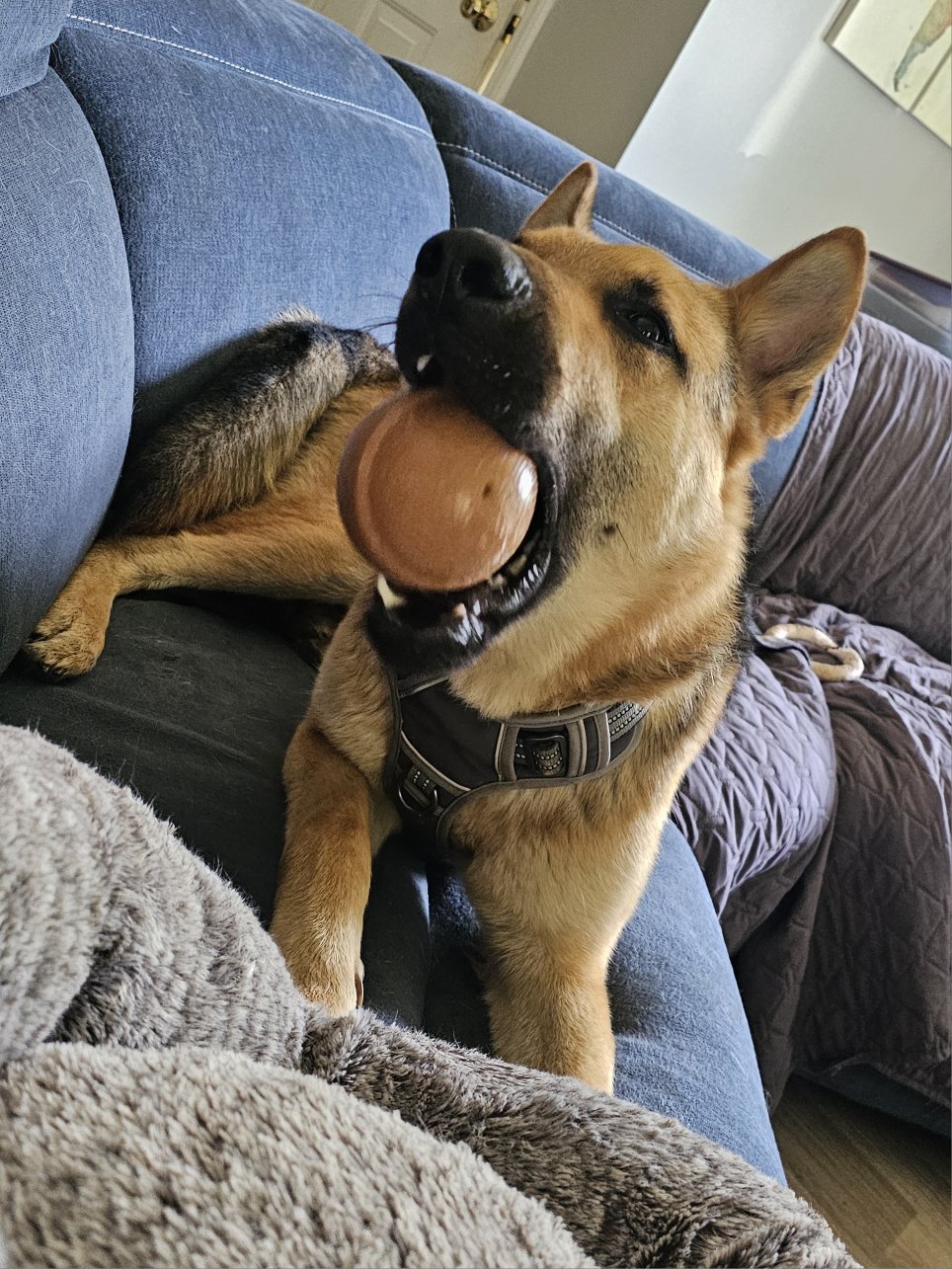 Enlarge Odin, a Adoptable German Shepherd Dog in Indian Trail, NC image 6/6