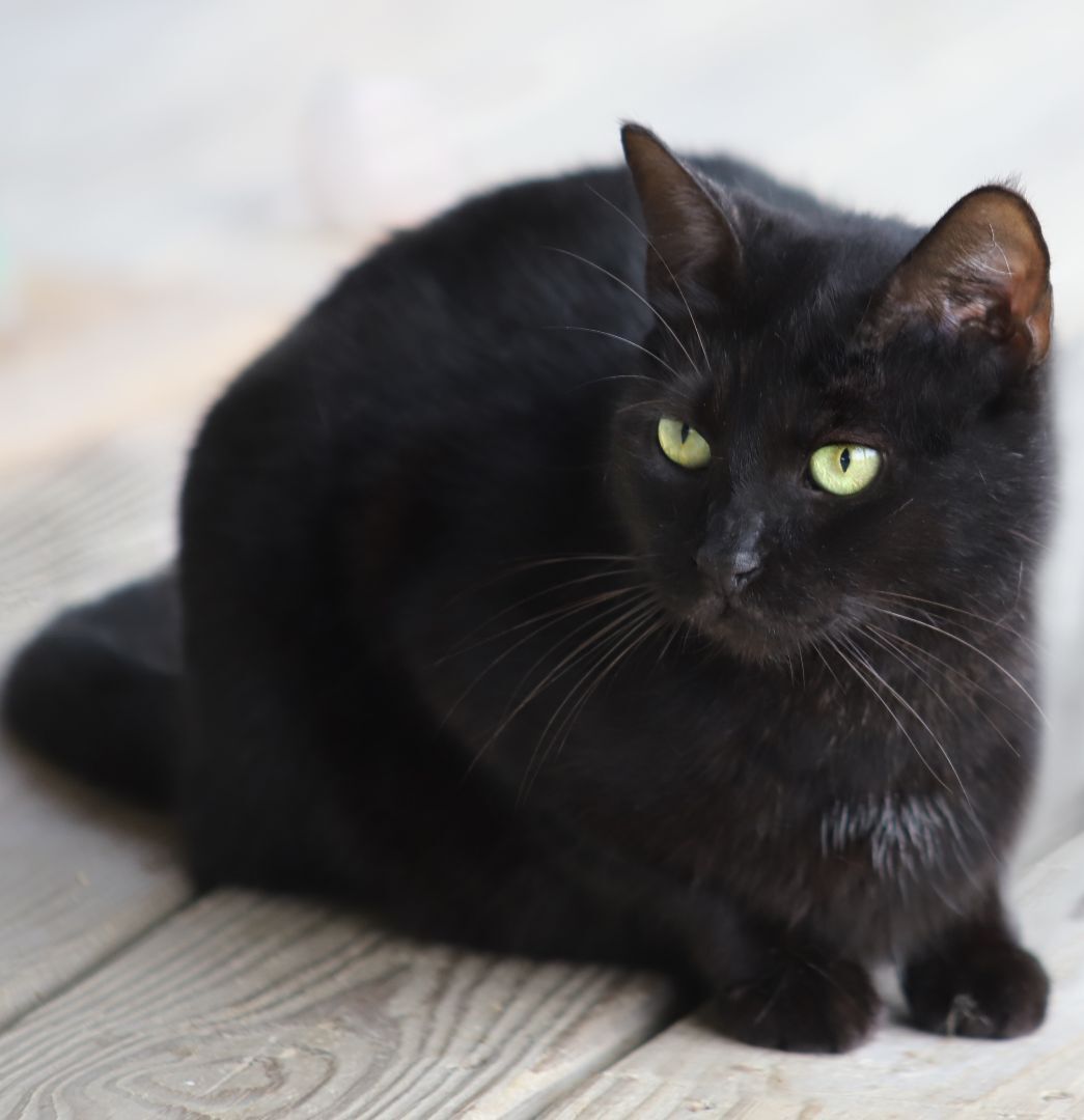 Chrissy, a Adoptable mixed breed in North Fort Myers, FL image 2/4