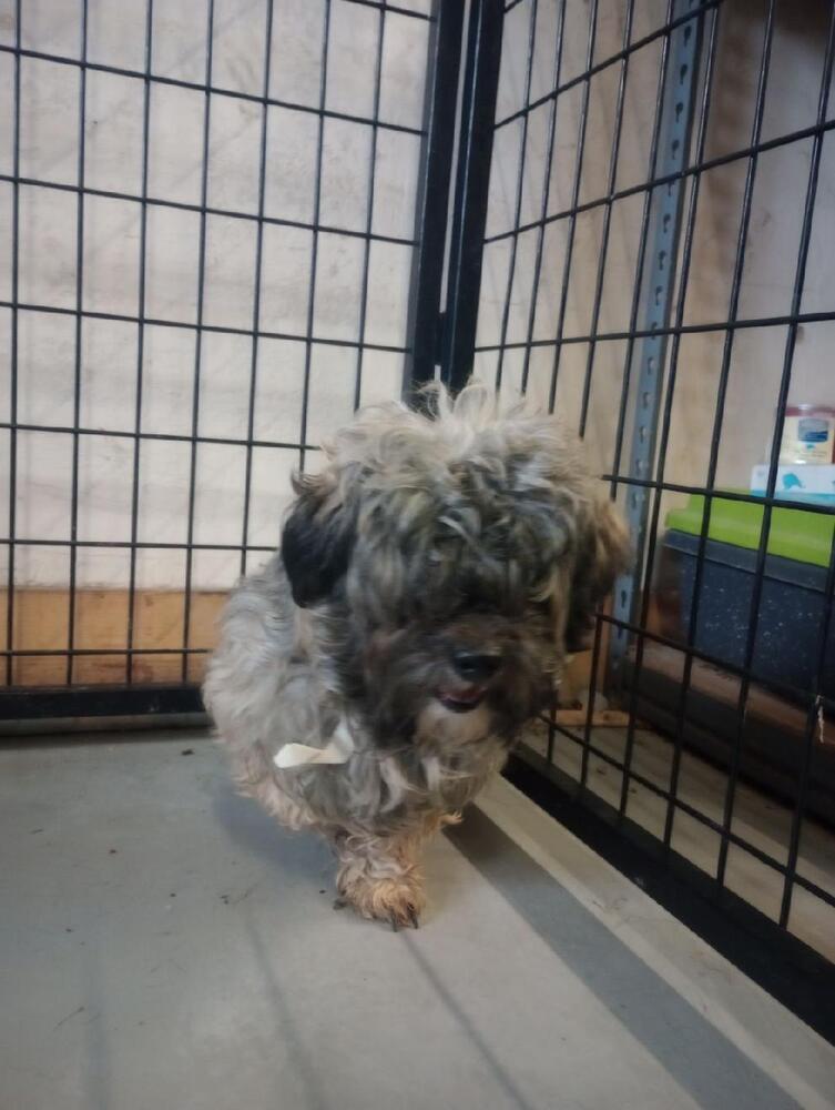 Enlarge Wonka/Finn, a Adoptable mixed breed in Herriman, UT image 4/6