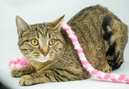 Precious, Adoptable, Adult Female Domestic Short Hair & Domestic Short Hair.
