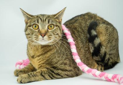 Enlarge Precious, a Adoptable mixed breed in Bowling Green, KY image 2/2