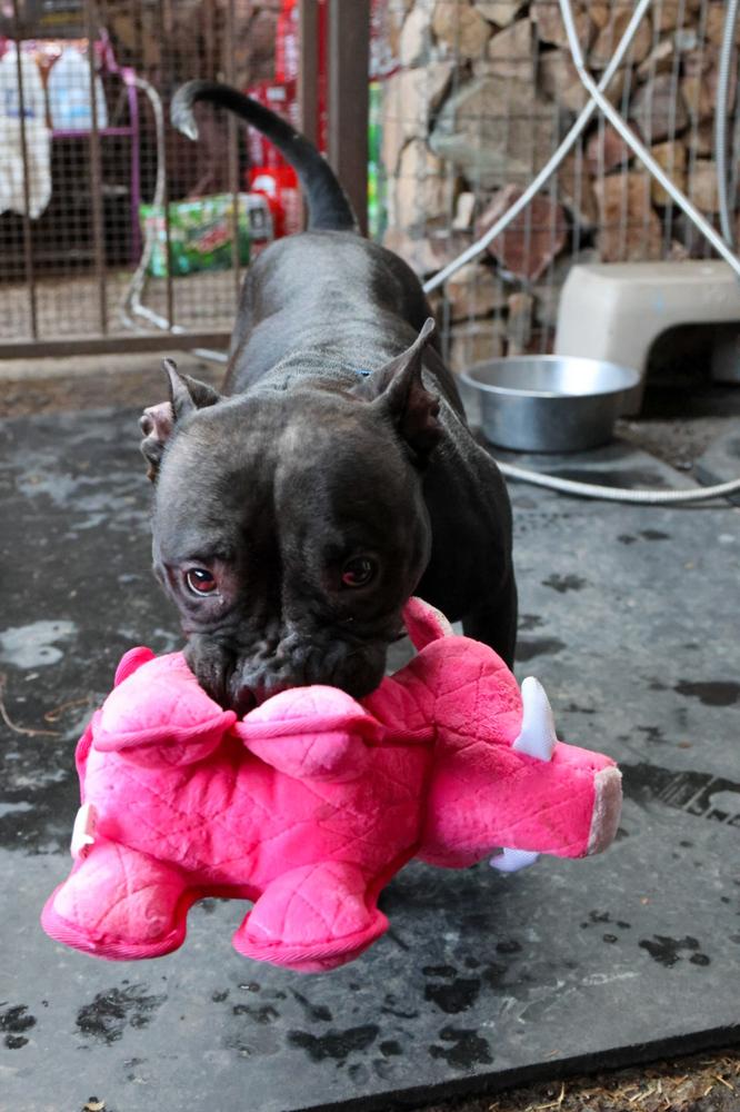Kiki, Adoptable, Adult Female American Staffordshire Terrier.