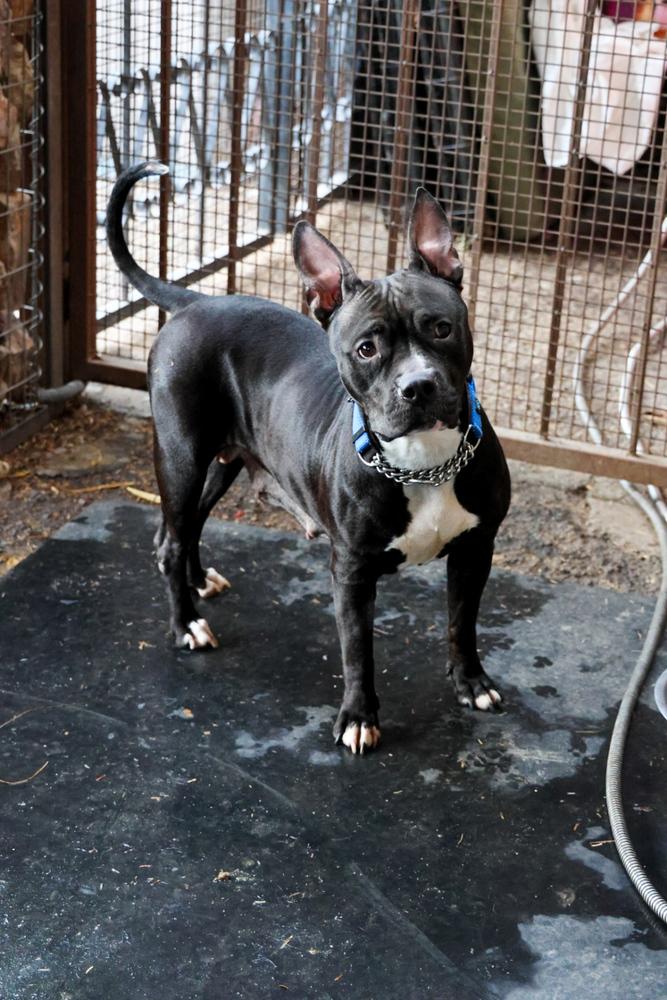 Enlarge Kiki, a Adoptable mixed breed in TUCSON, AZ image 2/5