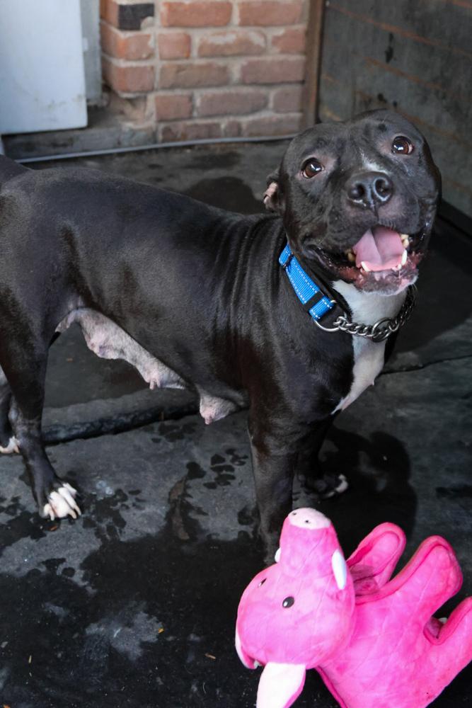 Enlarge Kiki, a Adoptable mixed breed in TUCSON, AZ image 3/5