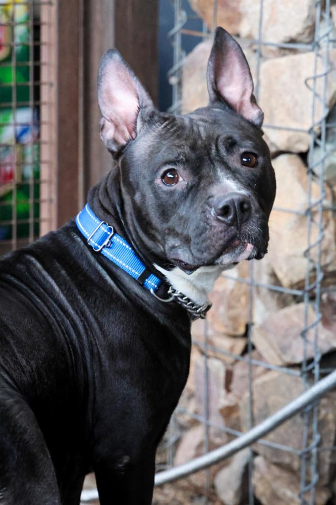 Enlarge Kiki, a Adoptable mixed breed in TUCSON, AZ image 4/5