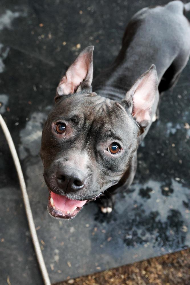 Enlarge Kiki, a Adoptable mixed breed in TUCSON, AZ image 5/5