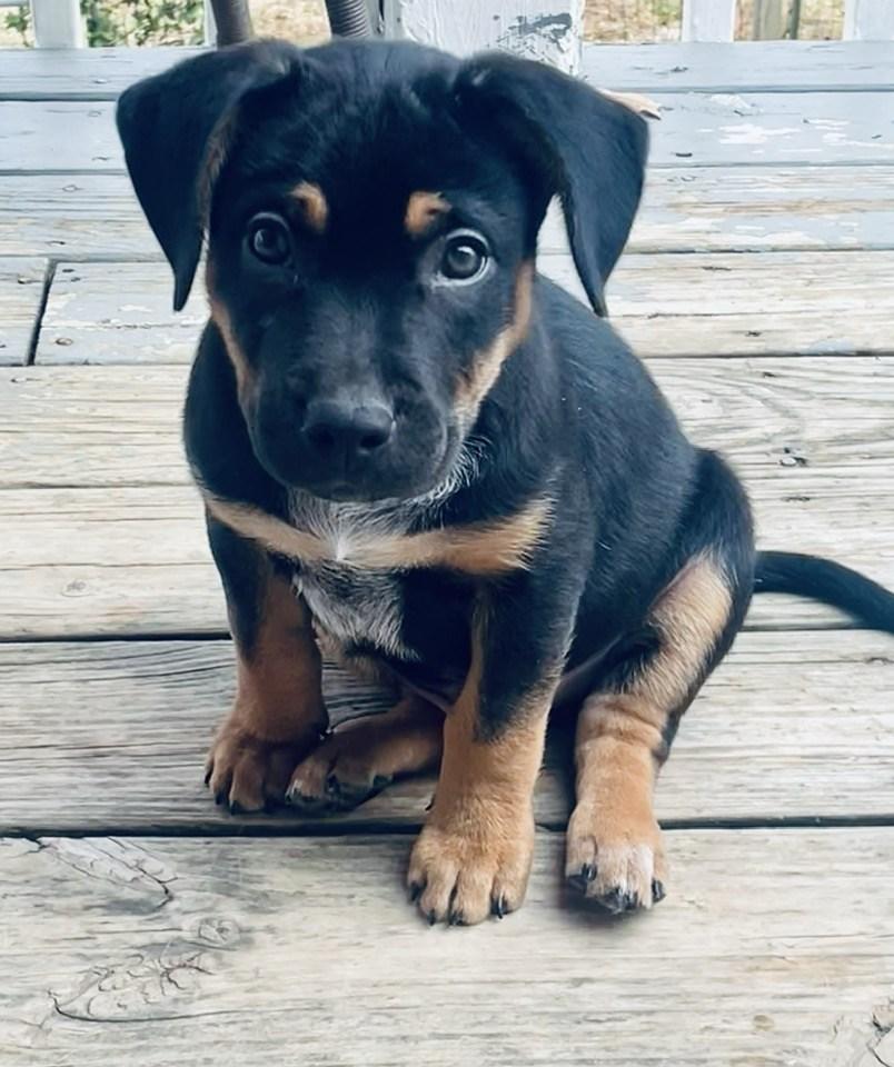 Andy, ADOPTABLE, Puppy Male Australian Cattle Dog / Blue Heeler & American Staffordshire Terrier.