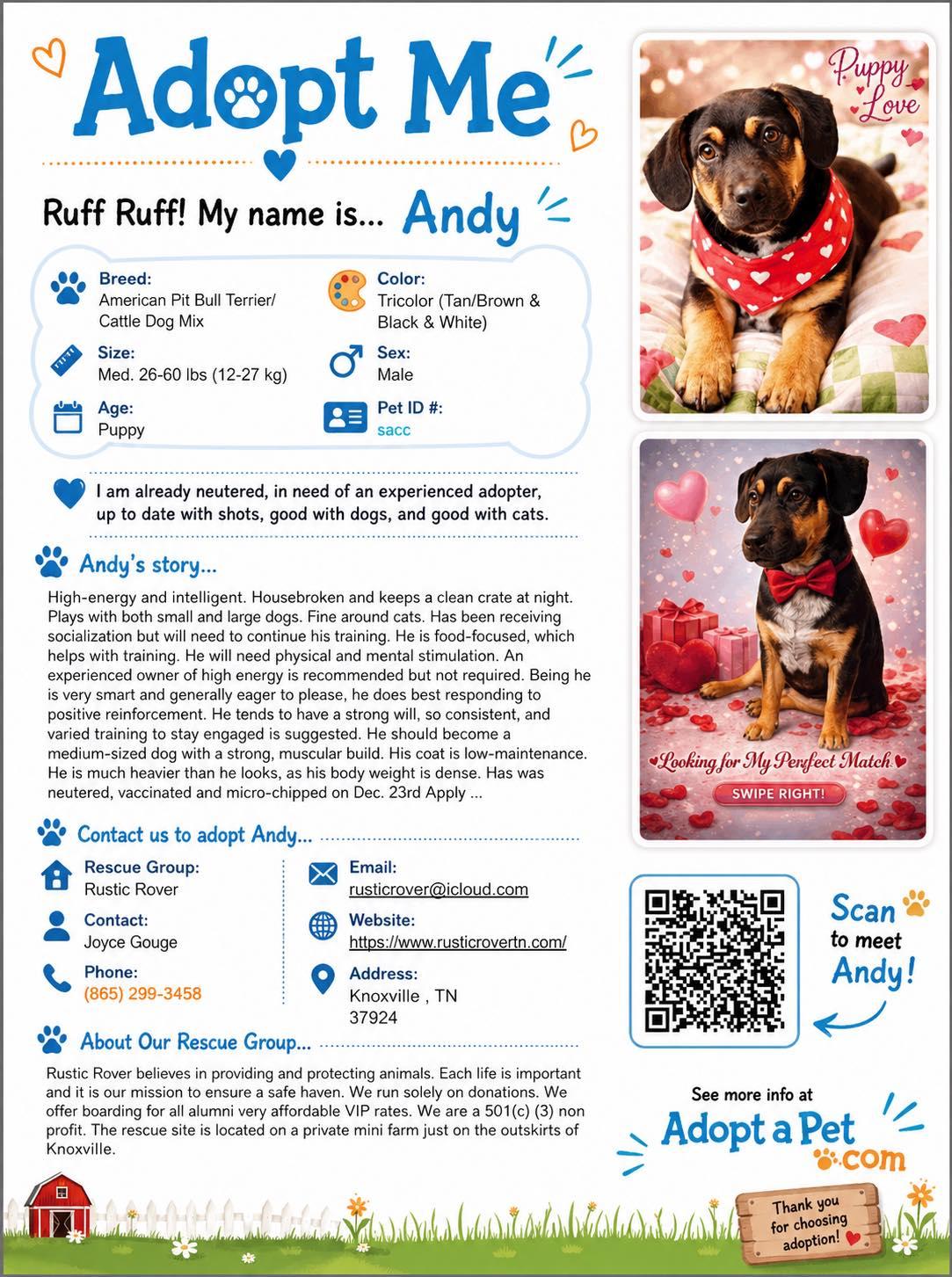 Pup Pup Andy, ADOPTABLE, Young Male American Staffordshire Terrier & Cattle Dog.