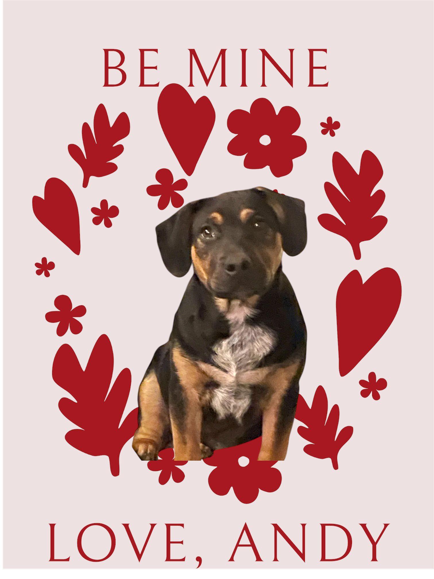 Enlarge Andy, a ADOPTABLE mixed breed in Knoxville, TN image 4/6