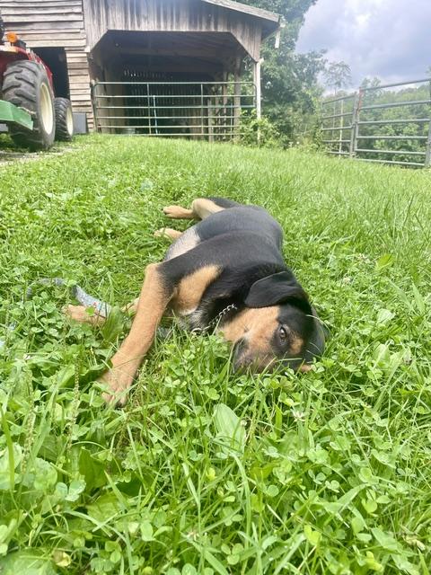 Andy, a ADOPTABLE mixed breed in Knoxville, TN image 4/5