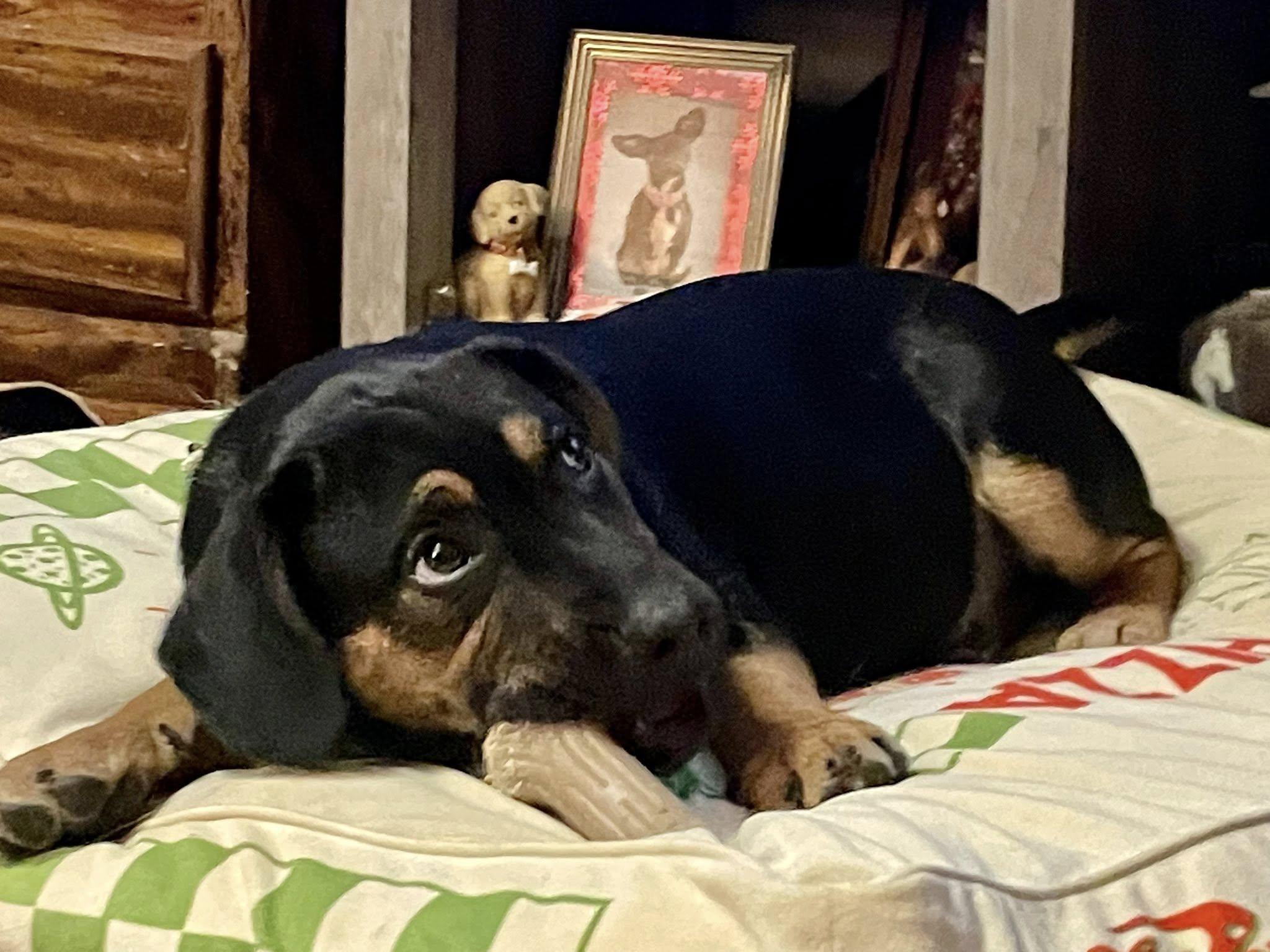 Enlarge Andy, a ADOPTABLE mixed breed in Knoxville, TN image 5/6