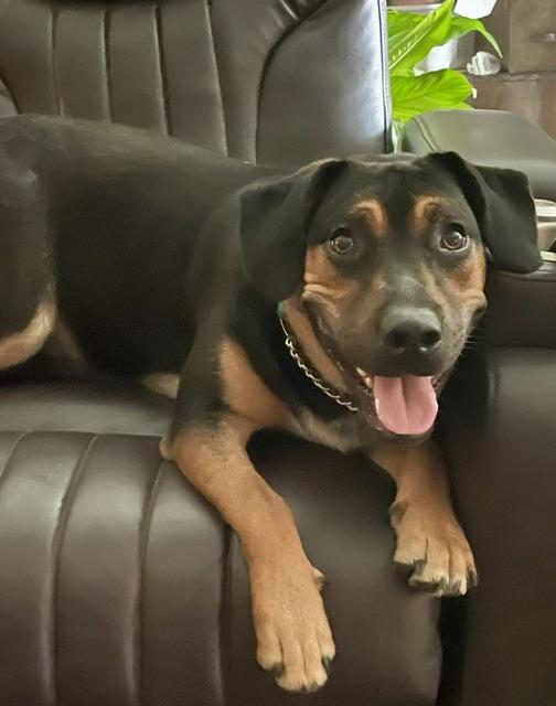 Andy, ADOPTABLE, Young Male American Staffordshire Terrier & Cattle Dog.