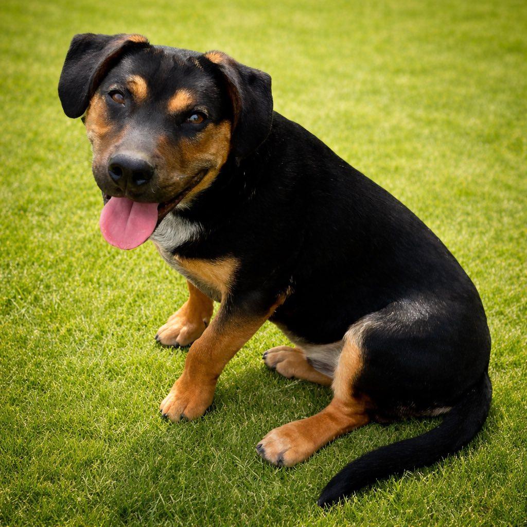 Enlarge Andy, a ADOPTABLE mixed breed in Knoxville, TN image 6/6