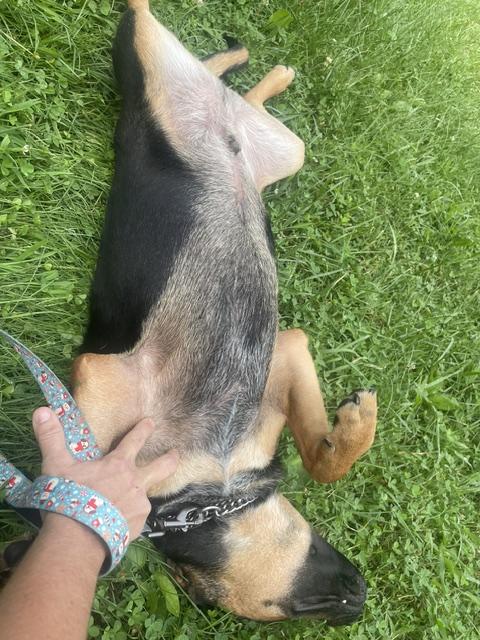Andy, a ADOPTABLE mixed breed in Knoxville, TN image 5/5