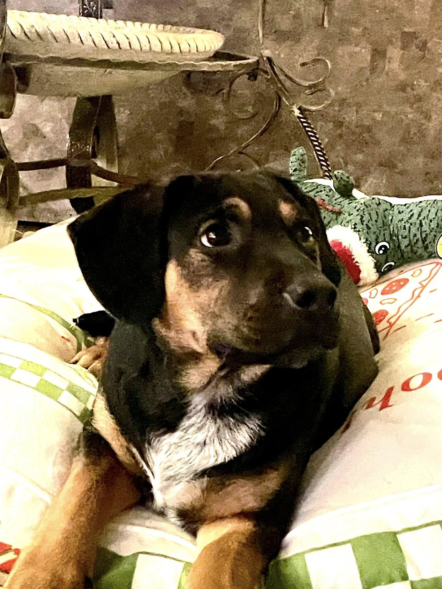 Enlarge Andy, a ADOPTABLE mixed breed in Knoxville, TN image 6/6