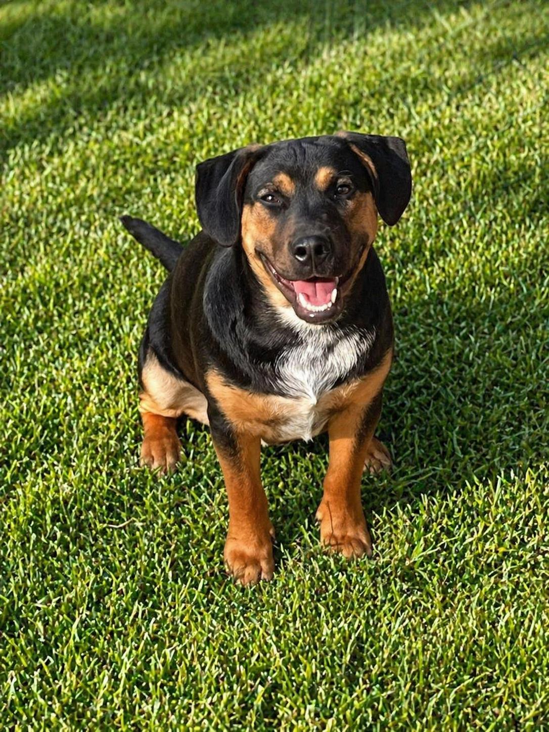 Enlarge Pup Pup Andy, a ADOPTABLE mixed breed in Knoxville, TN image 5/5