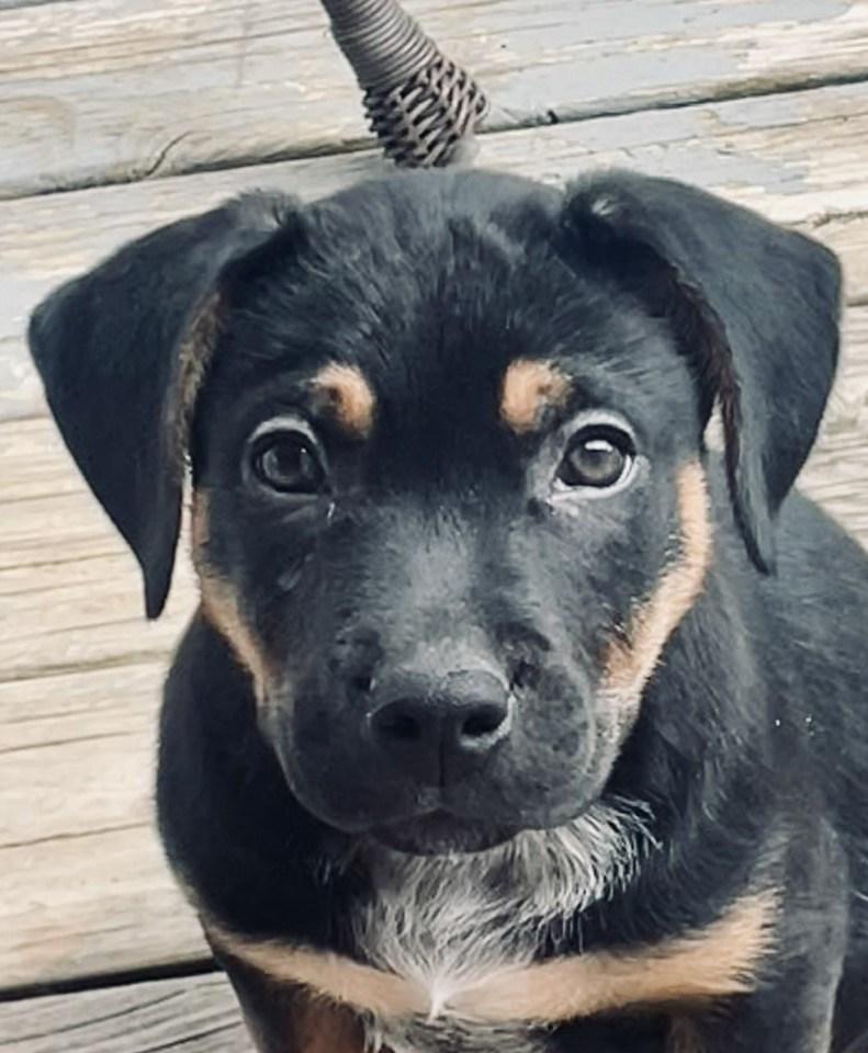 Andy, a ADOPTABLE mixed breed in Knoxville, TN image 2/3