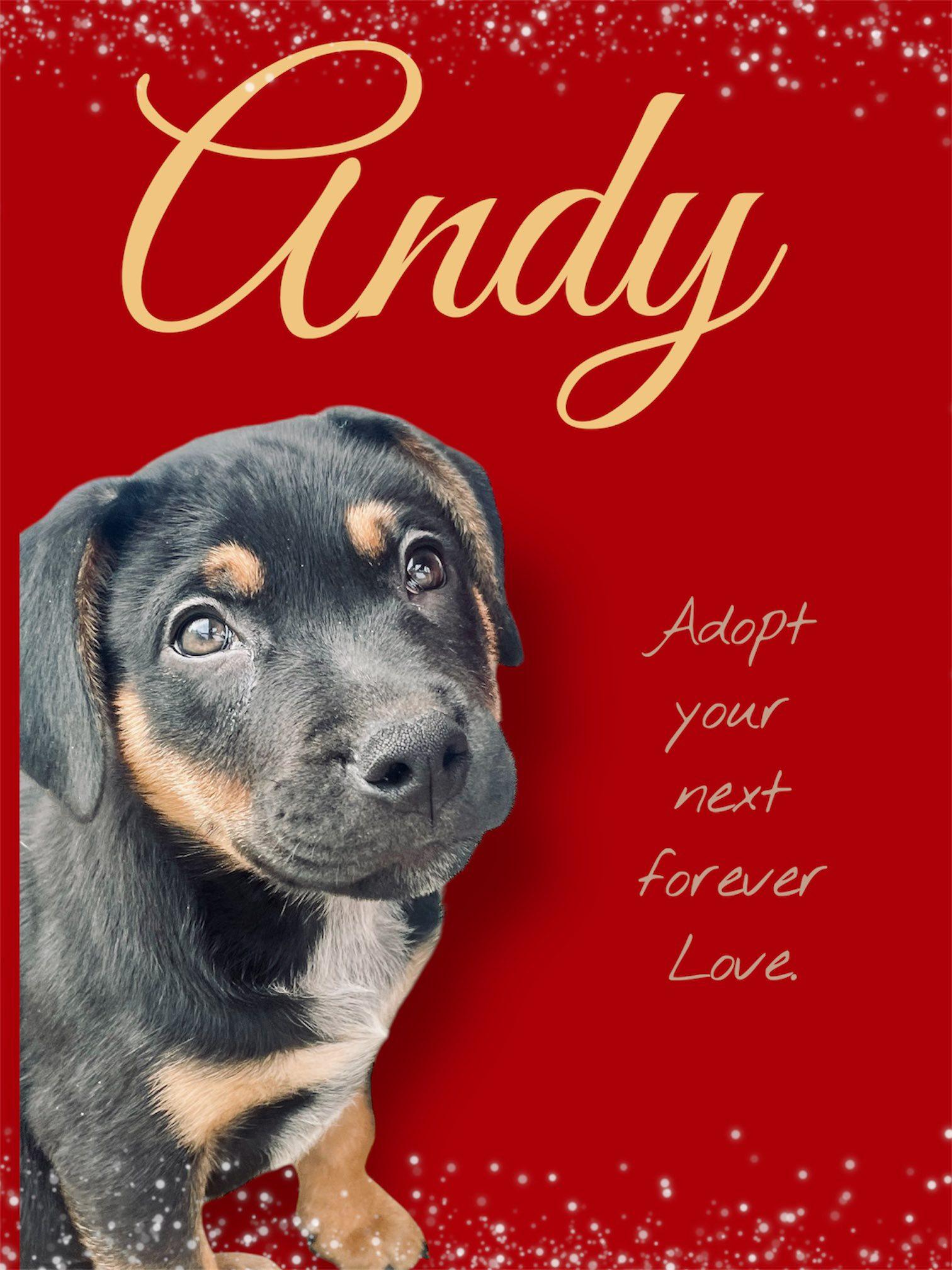 Enlarge Andy, a ADOPTABLE mixed breed in Knoxville, TN image 3/6