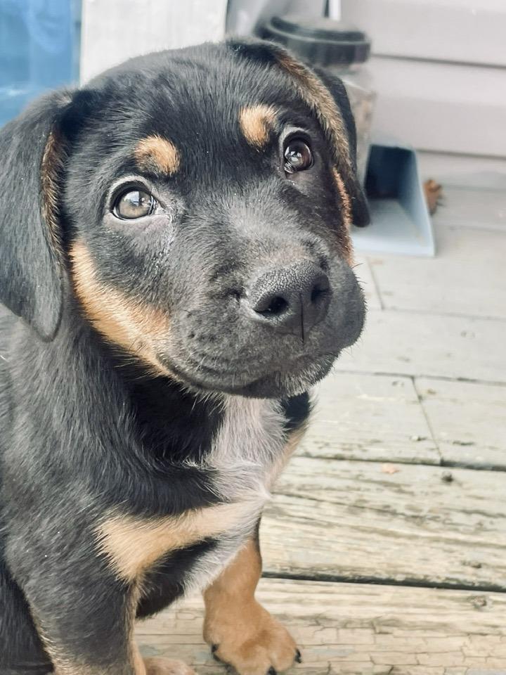Andy, a ADOPTABLE mixed breed in Knoxville, TN image 3/3