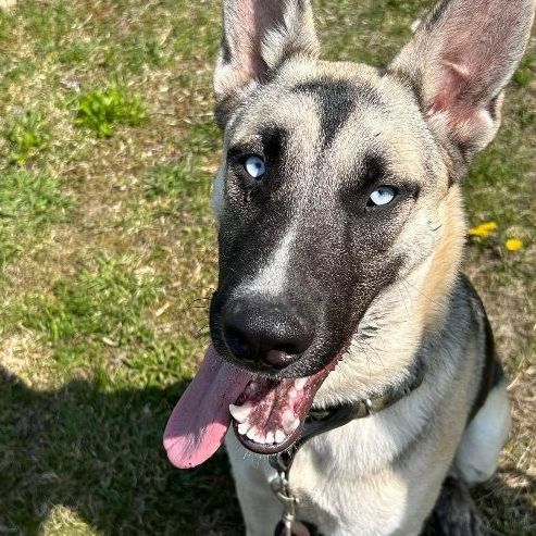 Zeke, Adopted, Puppy Male German Shepherd Dog & Husky.