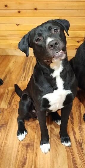 Enlarge Sherbert Sherman, a Adoptable mixed breed in Chillicothe, OH image 1/2