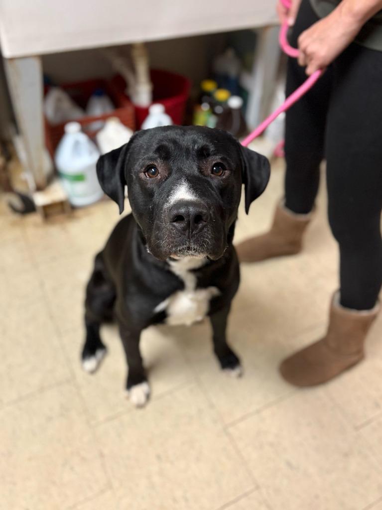 Enlarge Sherbert Sherman, a Adoptable mixed breed in Chillicothe, OH image 2/2