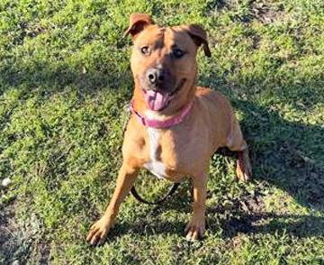 Enlarge PENNY, a Adoptable Mixed Breed in Fernandina Beach, FL image 1/3