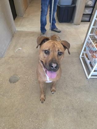 Enlarge PENNY, a Adoptable Mixed Breed in Fernandina Beach, FL image 2/3